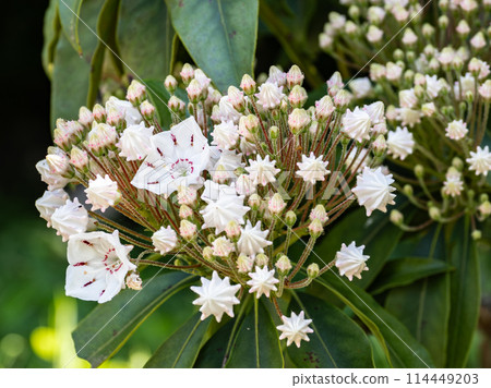 Carmia 花蕾形狀像五彩紙屑和早開的花 Carmia 花蕾形狀像五彩紙屑和早開的花 114449203
