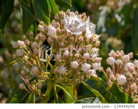 Carmia buds shaped like confetti and flowers that bloomed earlier 114449204