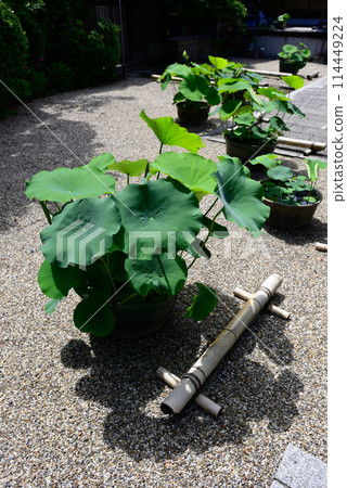 寶珠寺鮮綠花蓮 114449224