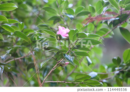 Tsubaki的花Kosuke Kurenai Tsubaki的花Kosuke Kurenai 114449336