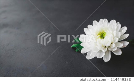 菊花白色背景框橫幅複製空間素材 114449388