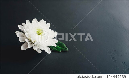 菊花白色背景框橫幅複製空間素材 114449389