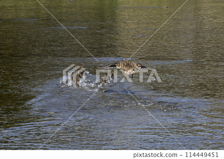 京都鴨川斑嘴鴨(光鴨)父母子女 京都鴨川斑嘴鴨(光鴨)父母子女 114449451