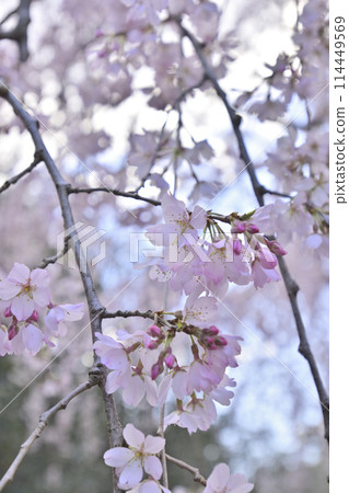 Kyoto Gyoen Konoe Residence Site Weeping Cherry Blossoms Kyoto Gyoen Konoe Residence Site Weeping Cherry Blossoms 114449569