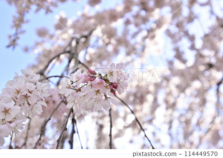Kyoto Gyoen Konoe Residence Site Weeping Cherry Blossoms 114449570