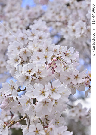 Kyoto Gyoen Konoe Residence Site Weeping Cherry Blossoms Kyoto Gyoen Konoe Residence Site Weeping Cherry Blossoms 114449600