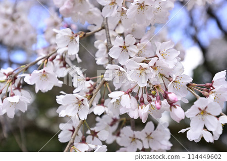 Kyoto Gyoen Konoe Residence Site Weeping Cherry Blossoms Kyoto Gyoen Konoe Residence Site Weeping Cherry Blossoms 114449602