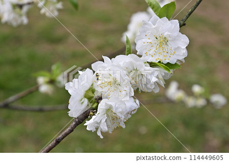 京都御苑桃園(桃花) 京都御苑桃園(桃花) 114449605