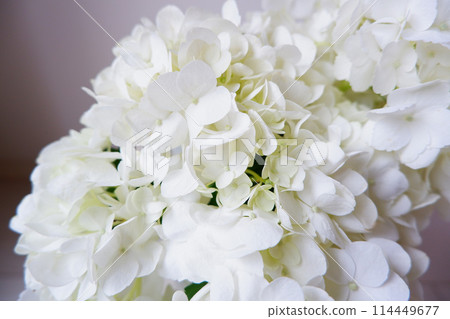 White hydrangea, close-up of hydrangea petals White hydrangea, close-up of hydrangea petals 114449677