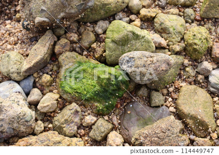 海灘和植物 海灘和植物 114449747