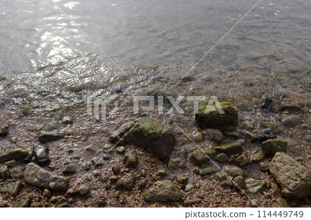 海灘和植物 海灘和植物 114449749