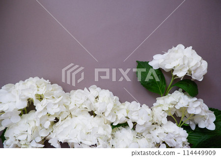 灰色背景上的白色繡球花 灰色背景上的白色繡球花 114449909