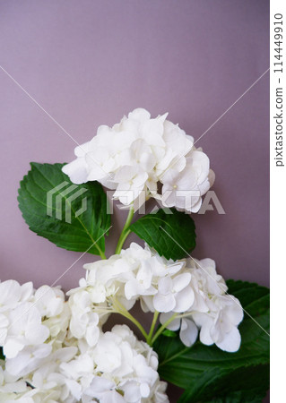 灰色背景上的白色繡球花 114449910