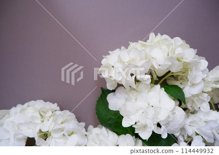White hydrangea flowers on a grey background 114449932