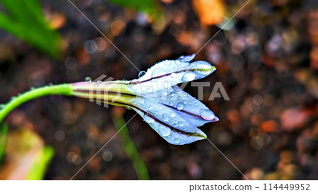 Flowers and drops of water on a rainy day Flowers and drops of water on a rainy day 114449952