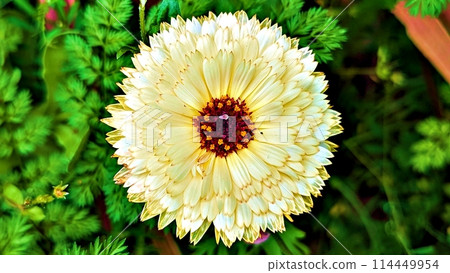Calendula flowers Calendula flowers 114449954