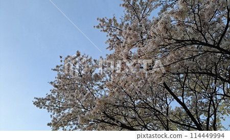 Sakura that shines in the blue sky Sakura that shines in the blue sky 114449994