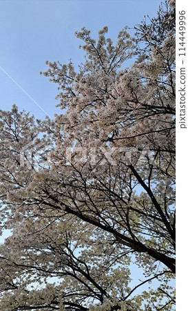 Cherry blossoms in full bloom shining in the blue sky Cherry blossoms in full bloom shining in the blue sky 114449996