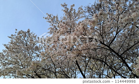 Cherry blossoms in full bloom shining in the blue sky Cherry blossoms in full bloom shining in the blue sky 114449998