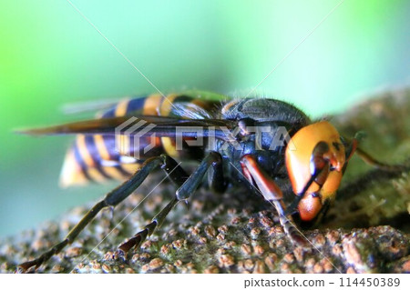 Wheatstone 114450389