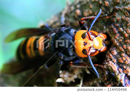 大虎頭蜂 大虎頭蜂 114450406
