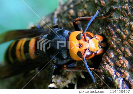 Wheatstone Wheatstone 114450407