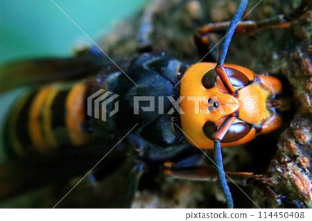 大虎頭蜂 大虎頭蜂 114450408