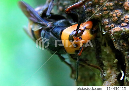 Wheatstone Wheatstone 114450415