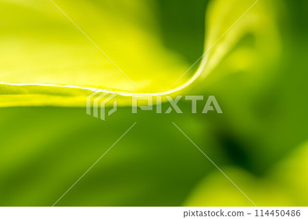 May's Green ~ Urui Leaves ~ May's Green ~ Urui Leaves ~ 114450486