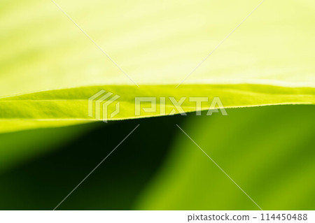 May's Green ~ Urui Leaves ~ May's Green ~ Urui Leaves ~ 114450488