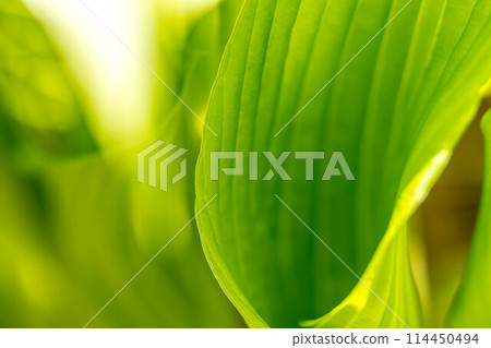 May's Green ~ Urui Leaves ~ 114450494