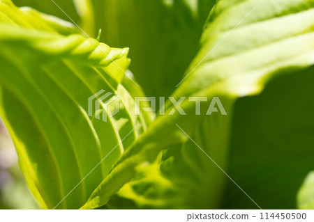 五月綠~烏魯葉~ 五月綠~烏魯葉~ 114450500