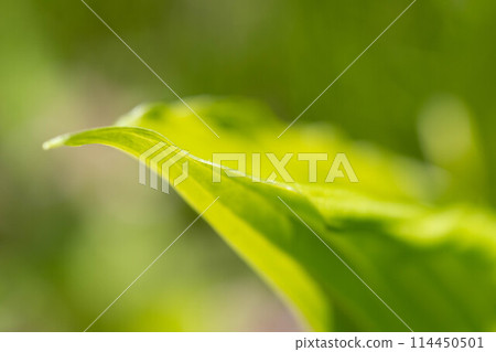 五月綠~烏魯葉~ 五月綠~烏魯葉~ 114450501