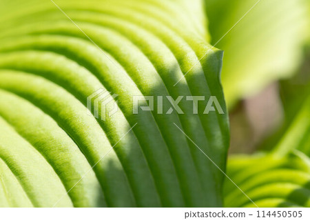 五月綠～烏魯葉～ 114450505