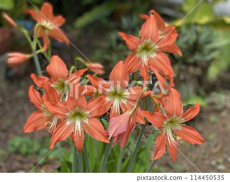 Flowers of a lily (Hippeastrum) in the garden 114450535