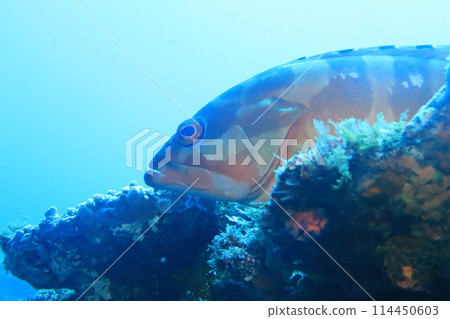 藍色的大海和魚 114450603