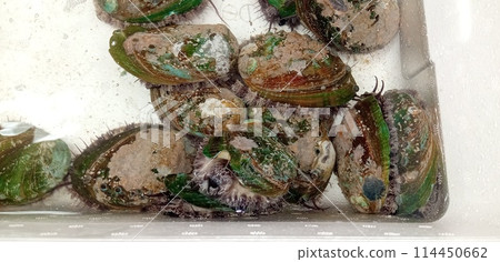 A lot of abalone 114450662