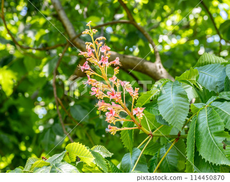 Safflower flower 114450870
