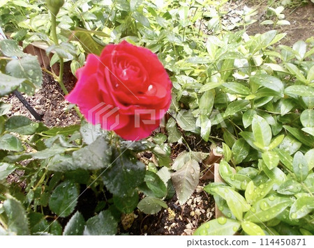 The roses I grew in my garden have bloomed. 114450871