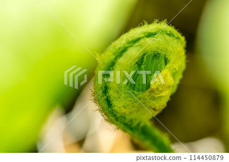 May's Green ~Fern~ 114450879