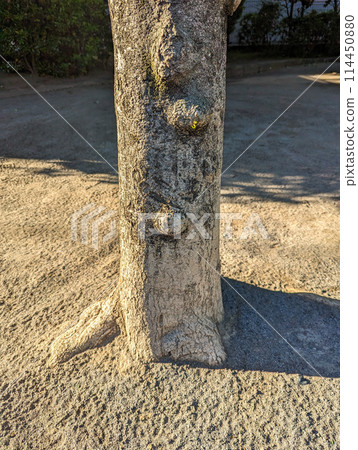 Tree with a burl Tree with a burl 114450880