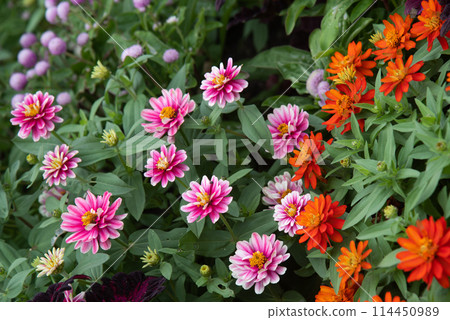 Scenery with flowers 114450989