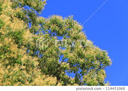 樟腦花和新鮮的綠色植物 樟腦花和新鮮的綠色植物 114451068