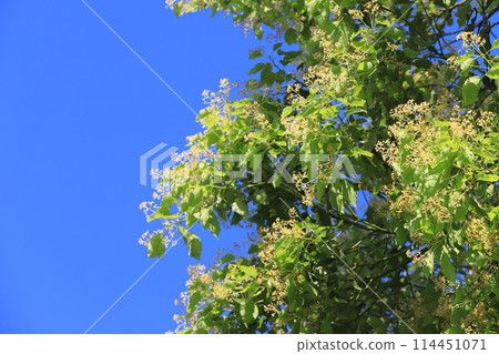 Camphor tree flowers and fresh greenery Camphor tree flowers and fresh greenery 114451071
