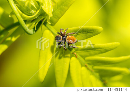 May's Green ~Food Leaves of the Fringe and Jumping Spider~ May's Green ~Food Leaves of the Fringe and Jumping Spider~ 114451144