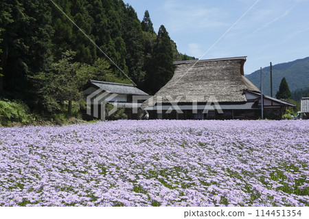 Kitayama Yuzen Chrysanthemums in Kuta, Rakuhoku, Kyoto 114451354