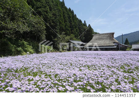 京都洛北田的北山友禪菊花 114451357