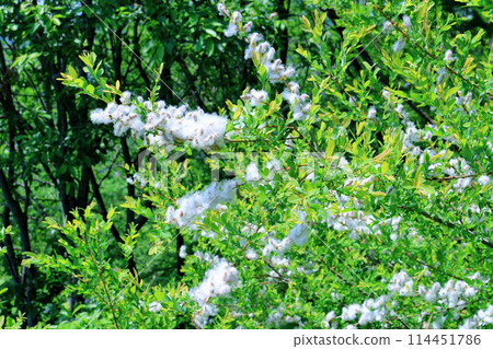 Flowers at Kashimayari Ski Resort in June 114451786