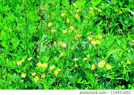 Flowers at Kashimayari Ski Resort in June Flowers at Kashimayari Ski Resort in June 114451802