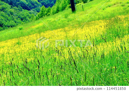 Flowers at Kashimayari Ski Resort in June 114451850